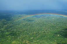 Rainbow over forest