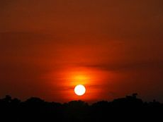 Sun setting over trees