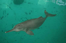 Gray river dolphin in green water � most likely a tank
