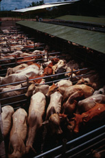 Cattle awaiting auction in Costa Rica