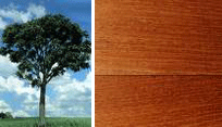 Image of the cedro tree and cedro wood.