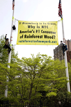 Yellow banner held between two flagpoles, with a climber on each pole, the banner reading, “If Bloomberg Is So Green, Why Is NYC America’s #1 Consumer of Rainforest Wood? — rainforestsofnewyork.net”