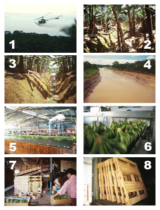 Photo montage of conventional banana production