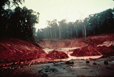 Forest destruction for mining gold