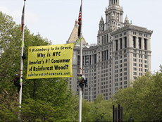 Yellow banner with text, �If Bloomberg is So Green, Why is NYC America�s #1 Consumer of Rainforest Wood?�, hung between two flagpoles, with men attached to the flagpoles on each side, and trees and buildings in the background.