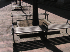 Numerous benches in the sun, under a tree, looking into the distance.