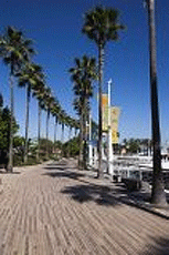 A wooden walkway with palm trees on either side