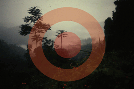 Target on the rainfoests.