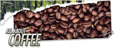 All About Coffee Header Graphic