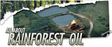 All About Rainforest Oil Header Graphic
