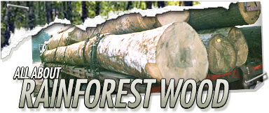 All About Rainforest Wood Header Graphic