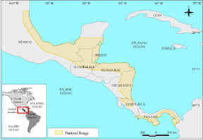 Mahogany_Range_Central_America